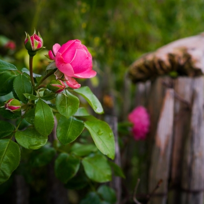 Blount and Maslin Malmesbury Estate Agents recommend pruning your rosebushes ready for Summer