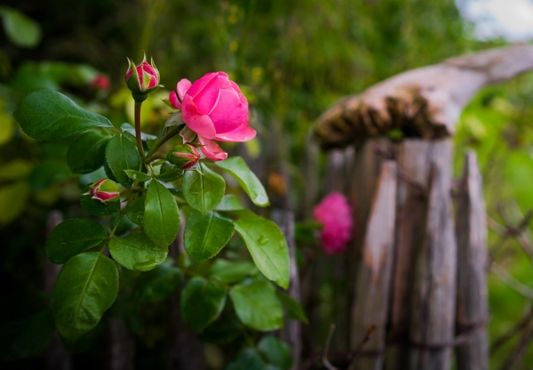 Blount and Maslin Malmesbury Estate Agents recommend pruning your rosebushes ready for Summer